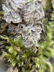 Buellia griseovirens