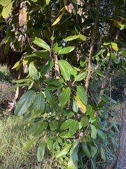 Heptapleurum actinophyllum