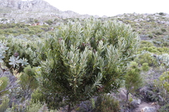 Protea lepidocarpodendron