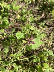Urtica membranacea