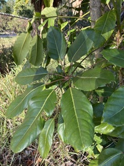 Heptapleurum actinophyllum