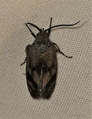 Pycnocera hypoxantha