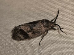 Pycnocera hypoxantha