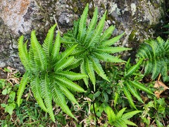 Pteris minor