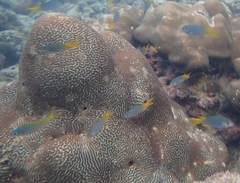 Neopomacentrus azysron