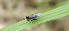 Cerotainia