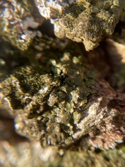 Melanelixia glabratula