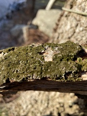 Melanelixia glabratula