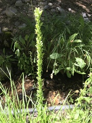Platanthera sparsiflora