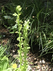 Platanthera sparsiflora
