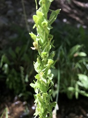 Platanthera sparsiflora