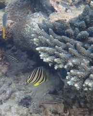 Chaetodon octofasciatus