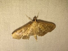 Herpetogramma aeglealis