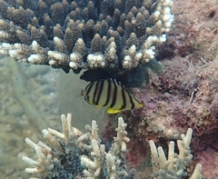 Chaetodon octofasciatus
