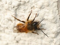 Osmia bicornis