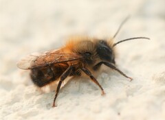Osmia bicornis