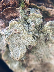 Lecanora carpinea