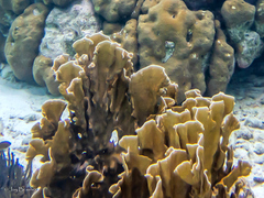 Millepora complanata
