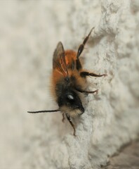 Osmia bicornis