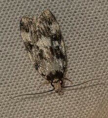 Barea eucapnodes