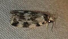 Barea eucapnodes