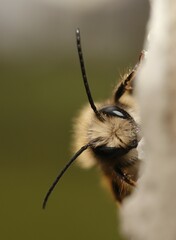 Osmia bicornis