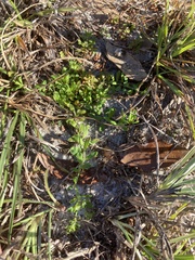 Paronychia discoveryi