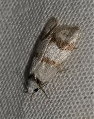 Chezala brachypepla