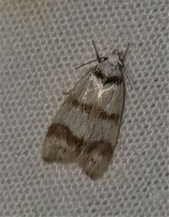 Chezala brachypepla