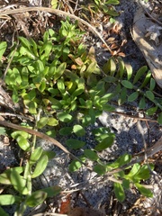 Paronychia discoveryi