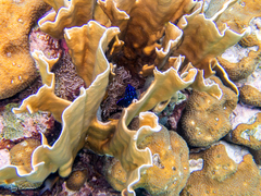 Millepora complanata