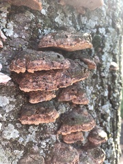 Fuscoporia