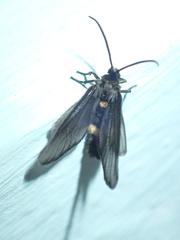 Psichotoe duvaucelii