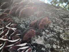 Fuscoporia