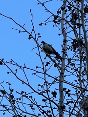 Parus major