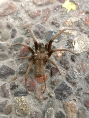 Kukulcania hibernalis