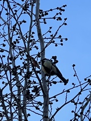 Parus major