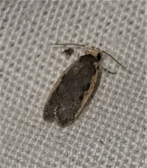 Hoplostega ochroma