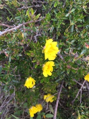Hibbertia hypericoides