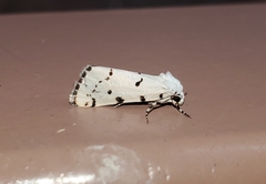 Grotella binda