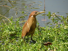 Ixobrychus cinnamomeus