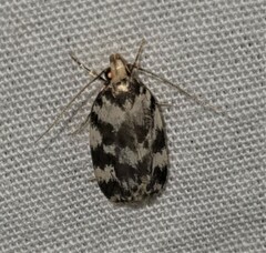 Barea eucapnodes
