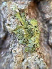 Melanelixia glabratula