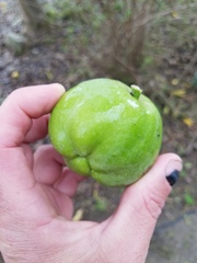 Casimiroa
