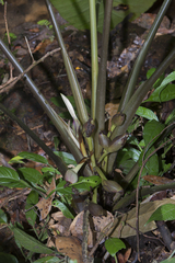 Xanthosoma granvillei