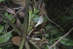 Xanthosoma granvillei