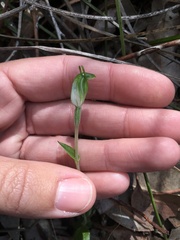Pterostylis ectypha
