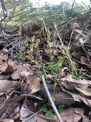 Pterostylis ectypha