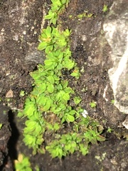 Syntrichia laevipila