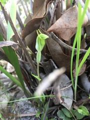 Pterostylis ectypha